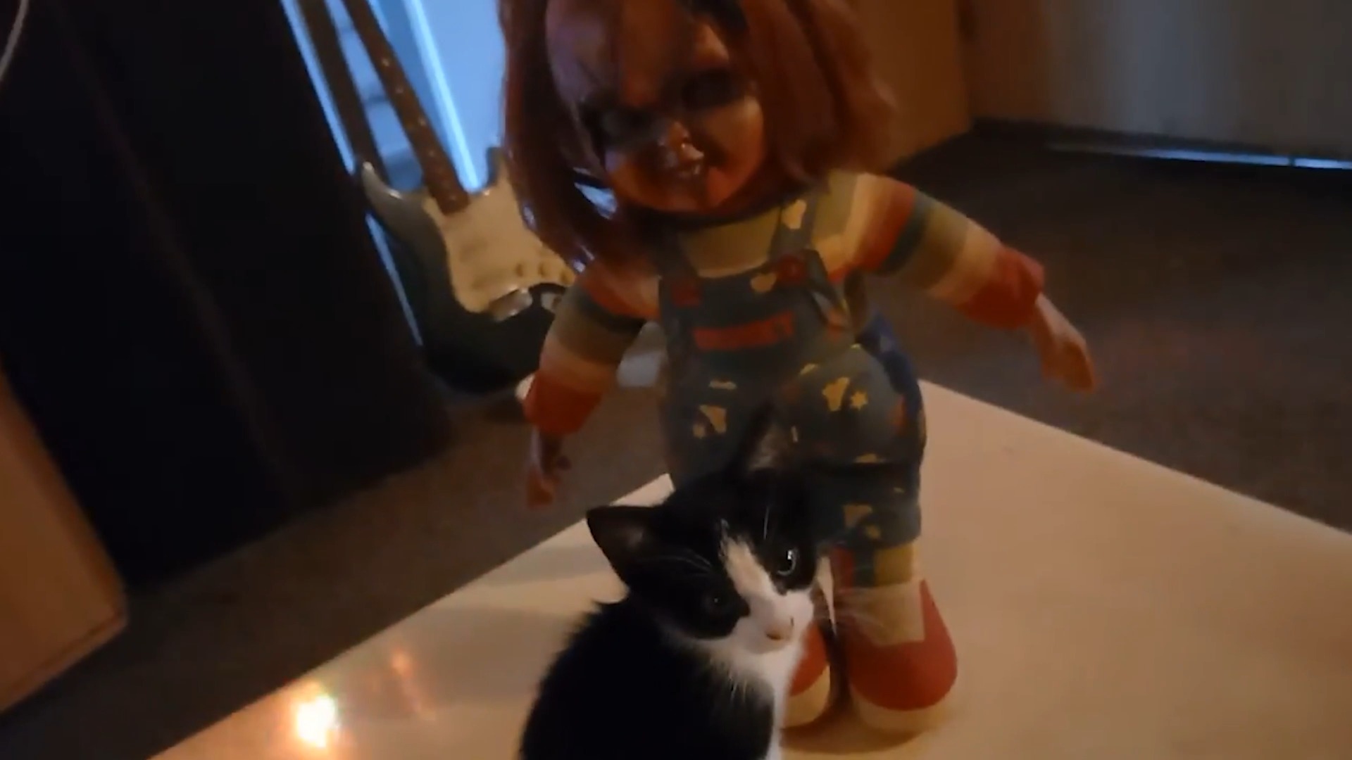 Chucky-pop en kitten in de studio